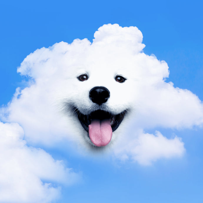 A playful white dog sticking its tongue out as it pops its head out of a cloud