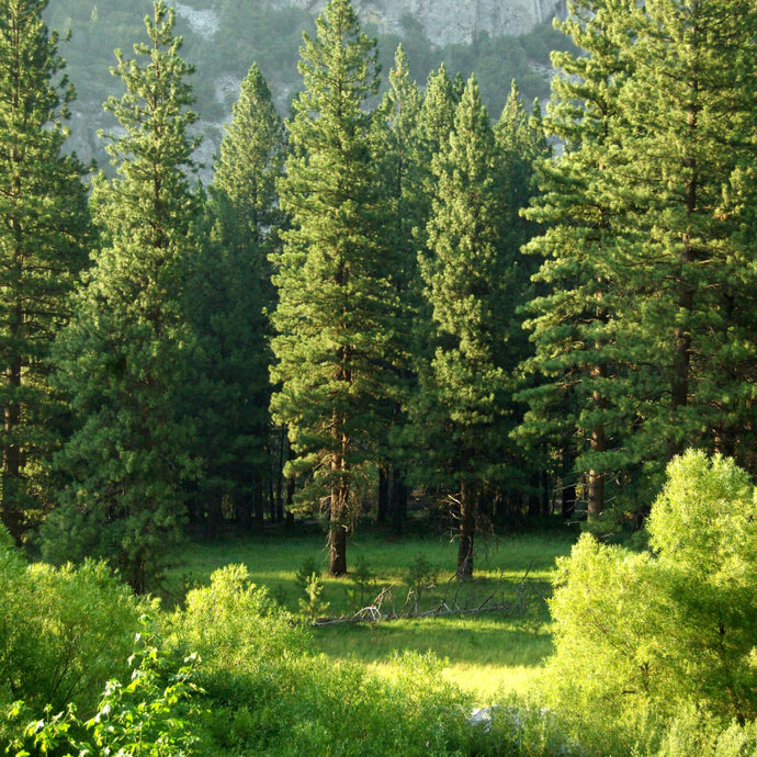 A lush green meadow bordering a thick forest